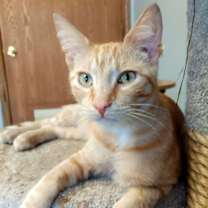 Thumbnail photo of Nemo #3