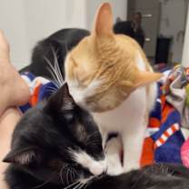 Thumbnail photo of Captain Kirk (bonded to Spock) #4