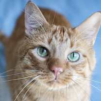 Thumbnail photo of Dannyboy #2