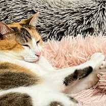 Thumbnail photo of MUNCHIE #1