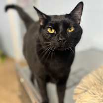 Thumbnail photo of Thymie #2
