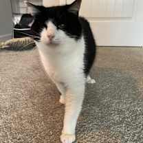 Thumbnail photo of LOUIE - ANGELO #4