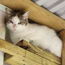Thumbnail photo of Piglet #3