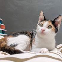 Thumbnail photo of Lyra #precious-purr-baby #3