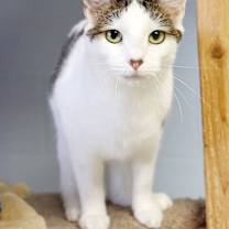 Thumbnail photo of Ginger Spice #1