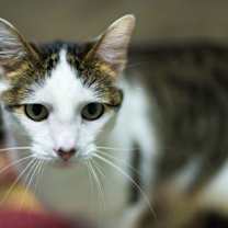 Thumbnail photo of Ginger Spice #2