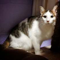 Thumbnail photo of Ginger Spice #3