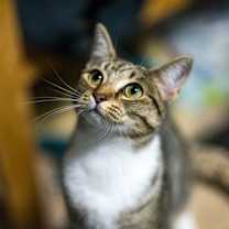 Thumbnail photo of Frosted Flakes #2
