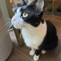 Thumbnail photo of Valerie (bonded to Mickey) #2