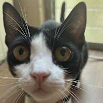 Thumbnail photo of Valerie (bonded to Mickey) #3