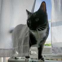 Thumbnail photo of Joanie #3