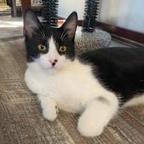 Thumbnail photo of Cookie #1