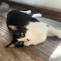 Thumbnail photo of Cookie #2