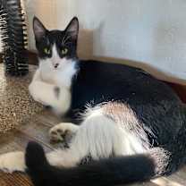 Thumbnail photo of Cookie #3