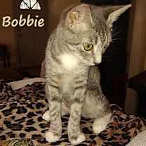 Thumbnail photo of Little Bobbie #bestie-of-Tango #1