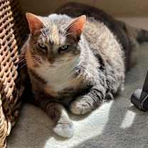 Thumbnail photo of Katie (bonded with Max) #1