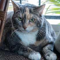 Thumbnail photo of Katie (bonded with Max) #4
