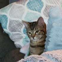 Thumbnail photo of Rosemary #2