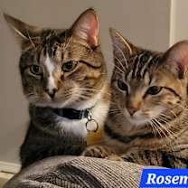 Thumbnail photo of Rosemary #4