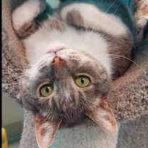 Thumbnail photo of Field-FIV+ #1