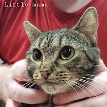 Thumbnail photo of Little Mama #2