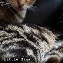 Thumbnail photo of Little Mama #3