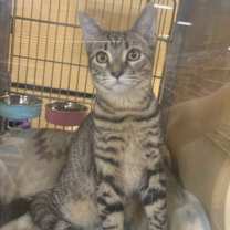 Thumbnail photo of Paulie #3