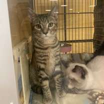 Thumbnail photo of Paulie #4