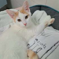 Thumbnail photo of Oopsy Daisy #3