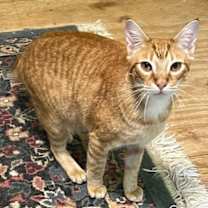 Thumbnail photo of Comet #4