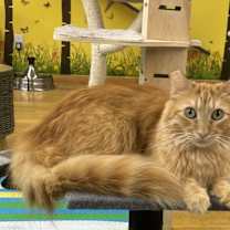 Thumbnail photo of Chester #1