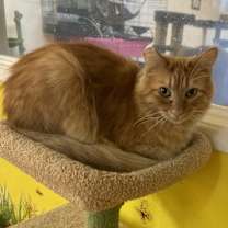 Thumbnail photo of Chester #3