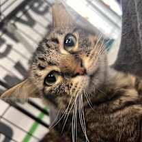 Thumbnail photo of Kahlua #3