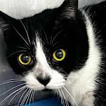 Thumbnail photo of Boots #4