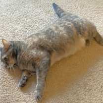 Thumbnail photo of Cleo #4