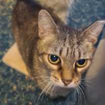 Thumbnail photo of Snickers #1
