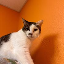 Thumbnail photo of Endora #4