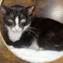 Thumbnail photo of Panther #3