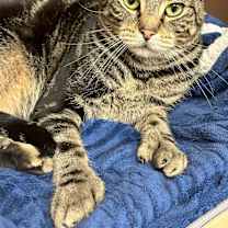 Thumbnail photo of Penelope #2