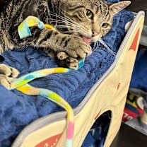Thumbnail photo of Penelope #3