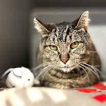 Thumbnail photo of Dwight (pending application) #1