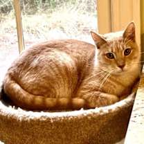 Thumbnail photo of Cashew #3