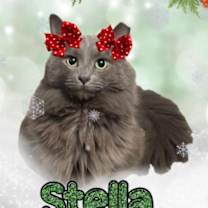 Thumbnail photo of Stella #3