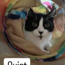 Thumbnail photo of Quint #4