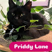Thumbnail photo of Priddy Lane #1