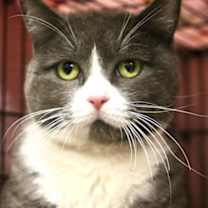Thumbnail photo of Moni - Available In Foster #1