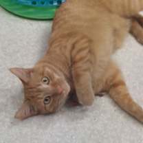 Thumbnail photo of Nemo #4
