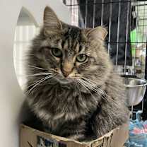 Thumbnail photo of Kahlua #2