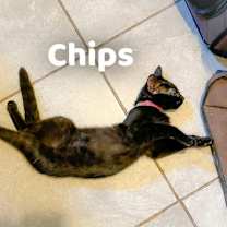 Thumbnail photo of Chips #4