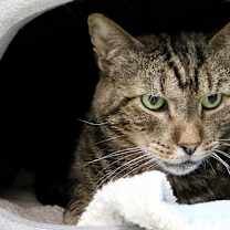 Thumbnail photo of Cedric #4